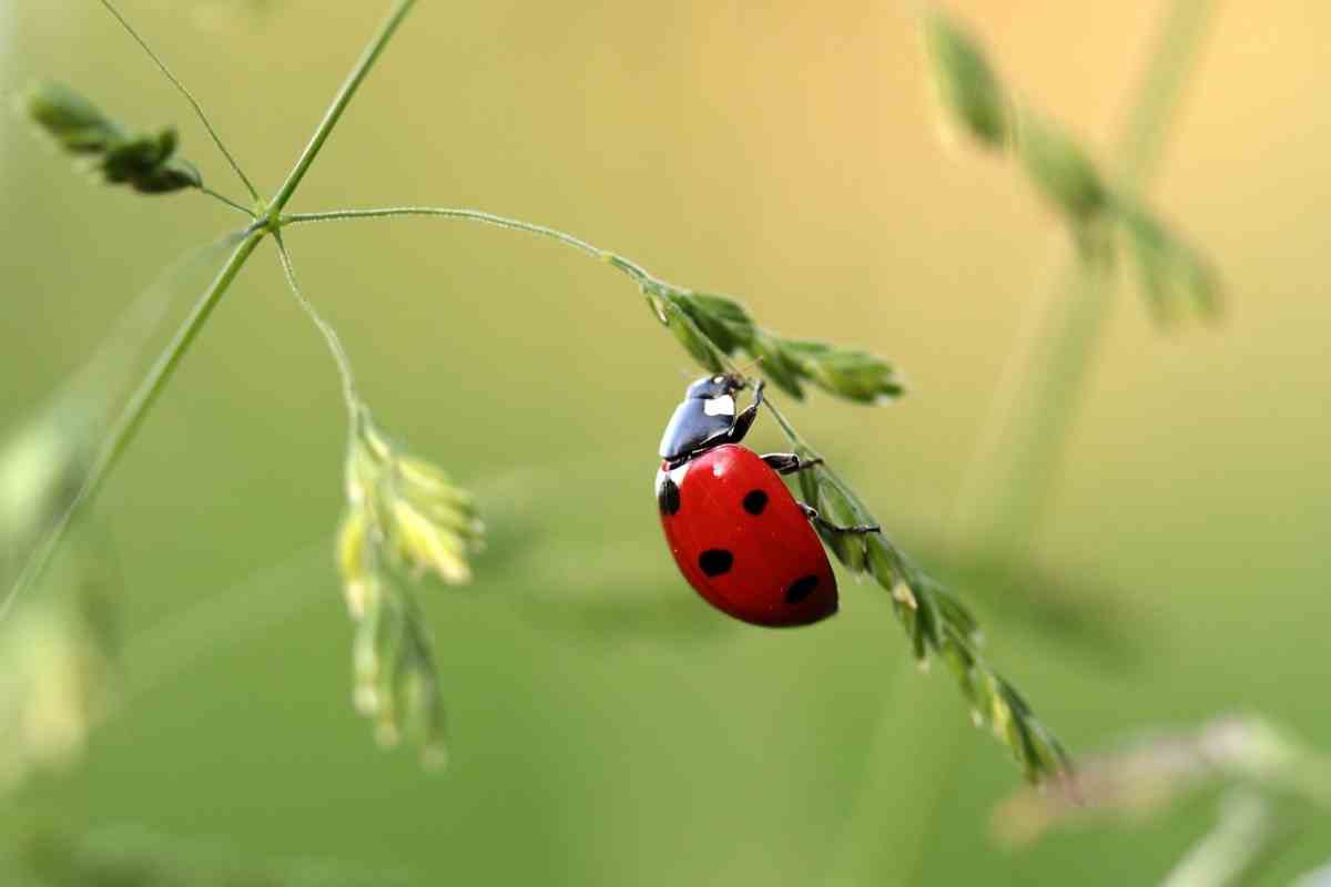 La coccinella è essenziale in ogni orto