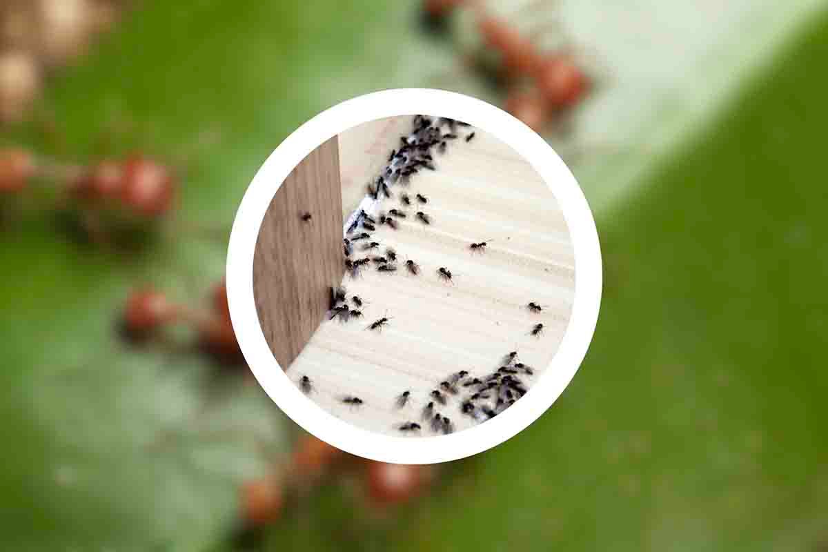 Come eliminare le formiche in casa
