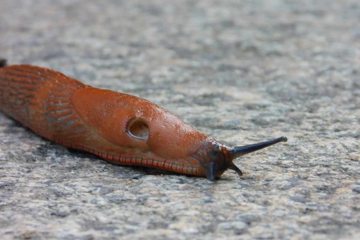 Metodi naturali contro le lumache