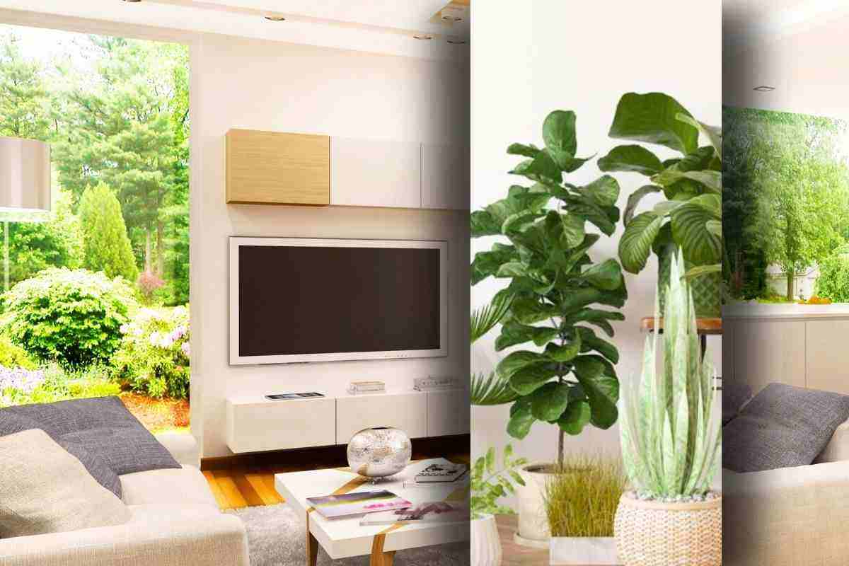 Queste piante purificheranno l'aira della tua abitazione