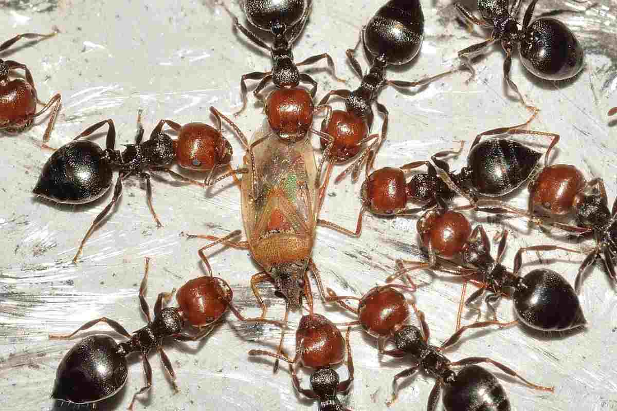 addio mosche insetti casa basta mescolare tre ingredienti consigli esperta