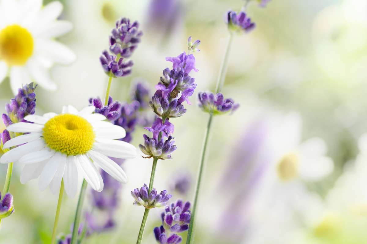 Margherita e lavanda, due piante che resistono al sole