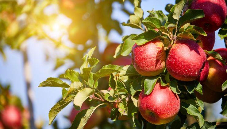 Le mele aiutano a contrastare l'invecchiamento