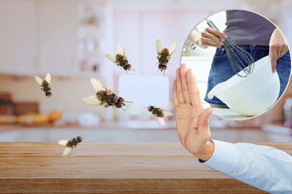 addio mosche insetti casa basta mescolare tre ingredienti