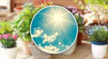 Queste piante adorano stare sotto il sole e sono perfette anche in estate: il tuo balcone farà l’invidia del vicinato
