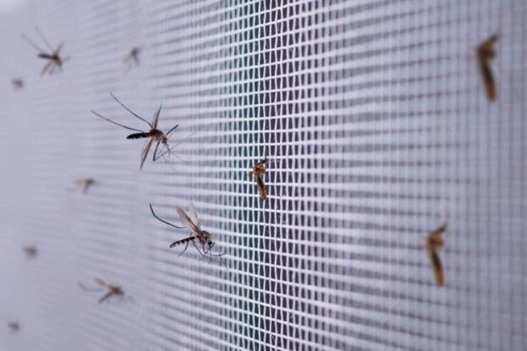 Come tenere alla larga gli insetti da casa