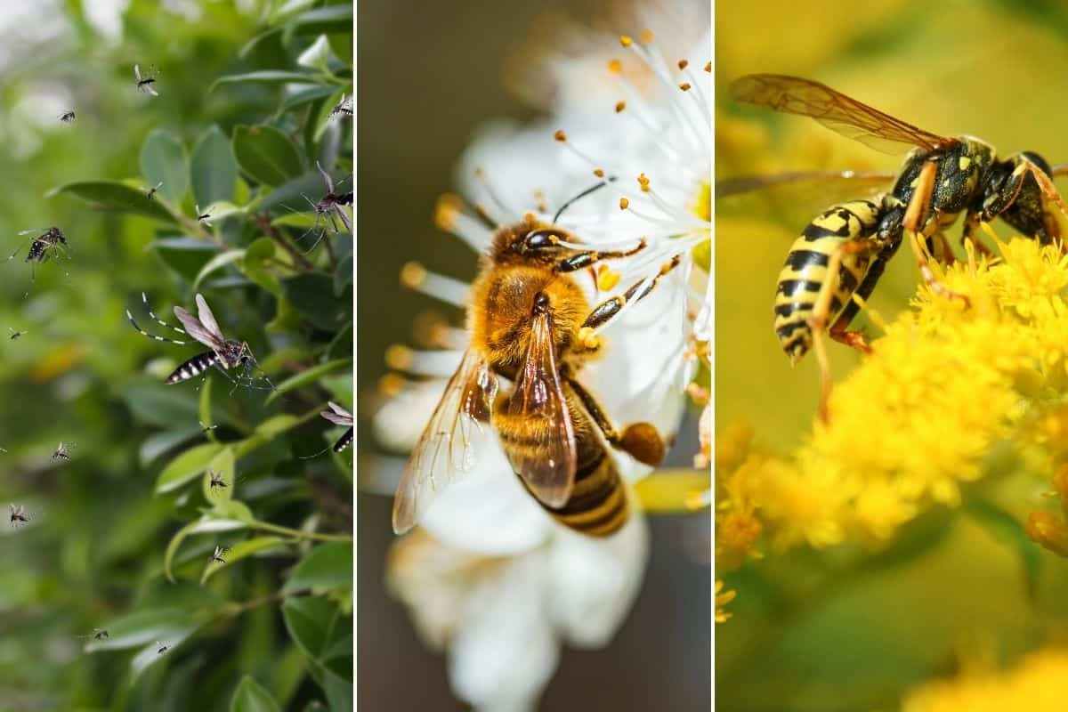 Come tenere alla larga gli insetti da casa