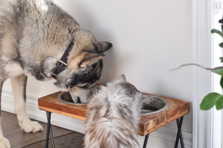 Come pulire una casa dove vivono un cane e gatto