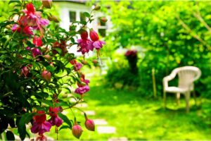 Come proteggere il giardino in estate, cosa fare entro agosto