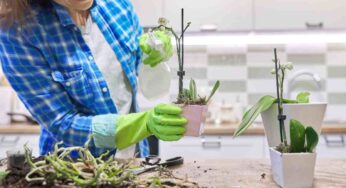 Come salvare le orchidee, i metodi per farle rifiorire in fretta