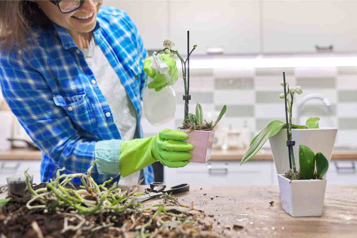 Orchidee in casa, come salvarle: i metodi per farle rifiorire